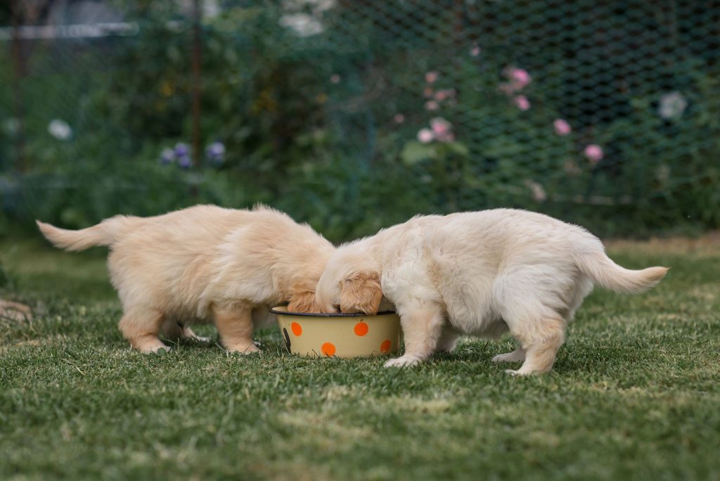 Which diet plan is best for a Golden Retriever?