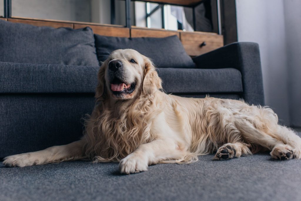 How can you care for a Golden Retriever’s coat effectively?