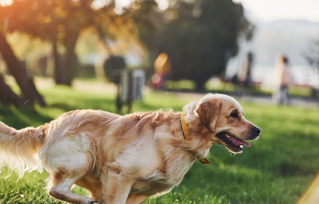 What are the common health issues in Golden Retrievers?