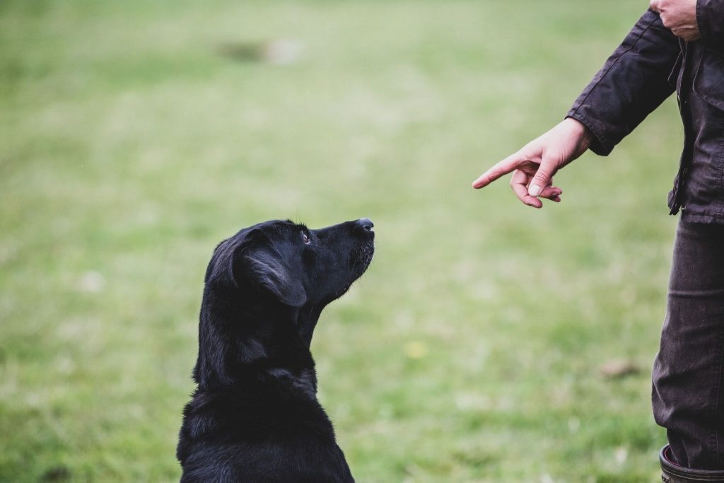 How can you teach basic commands to a new puppy?