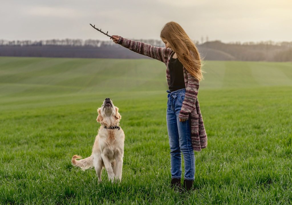 Why is consistent dog training important for all breeds?