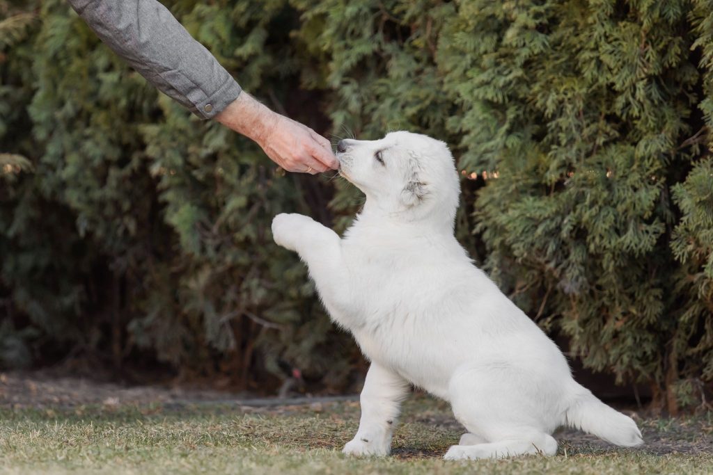 Why is early puppy training essential for long-term behavior?