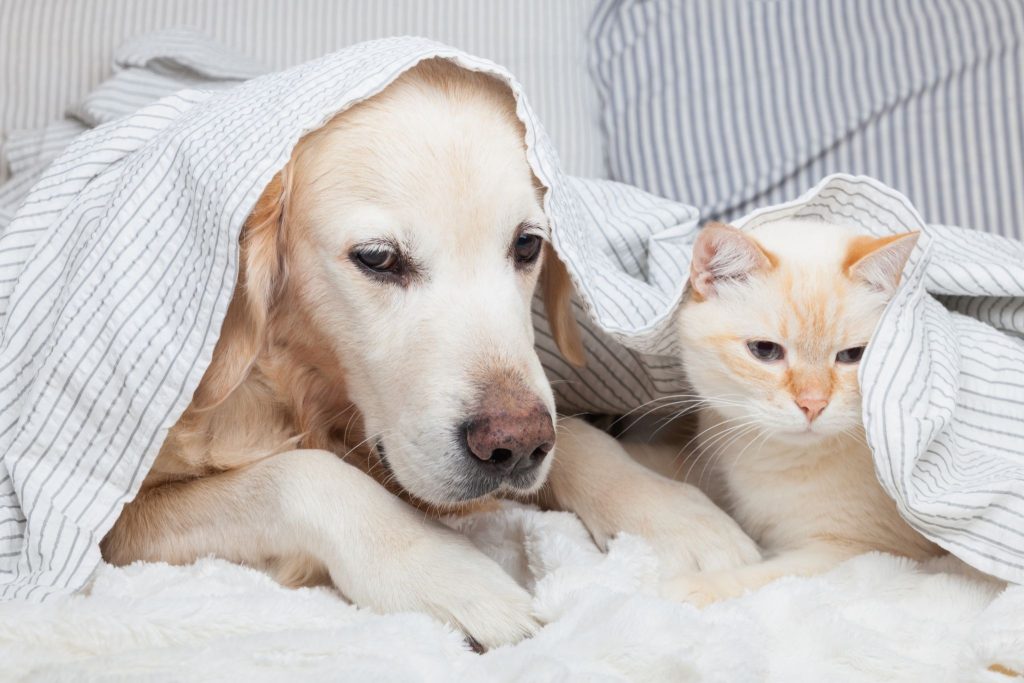 How can you prevent common diseases in dogs and cats?