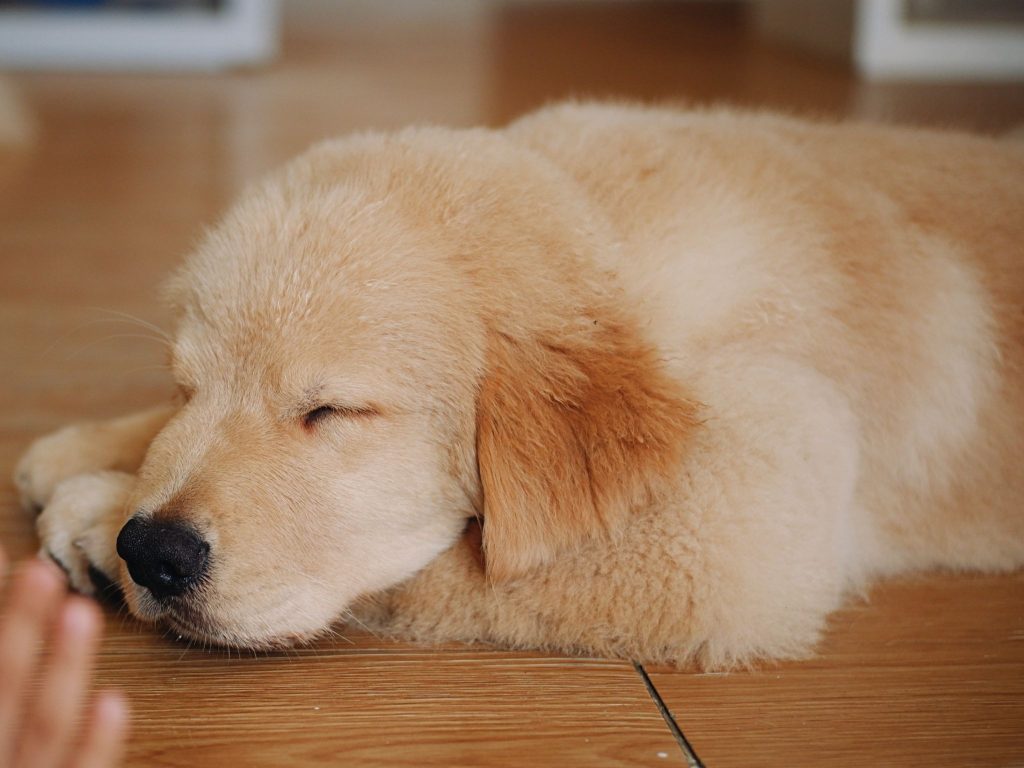When should you start socializing a Golden Retriever puppy?