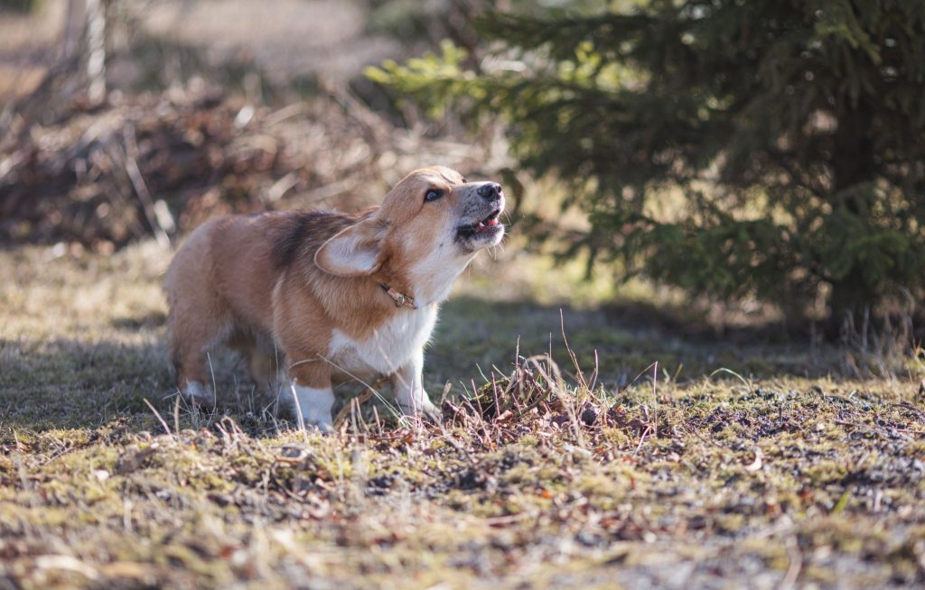 How can you train a dog to stop excessive barking?