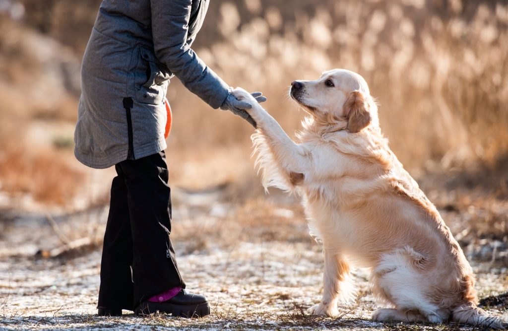 Who can help with training a stubborn Golden Retriever?