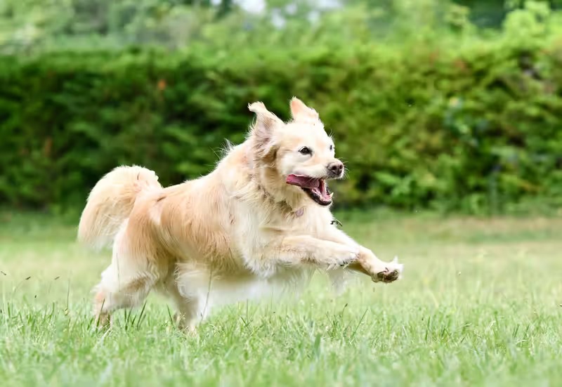 golden retriever
