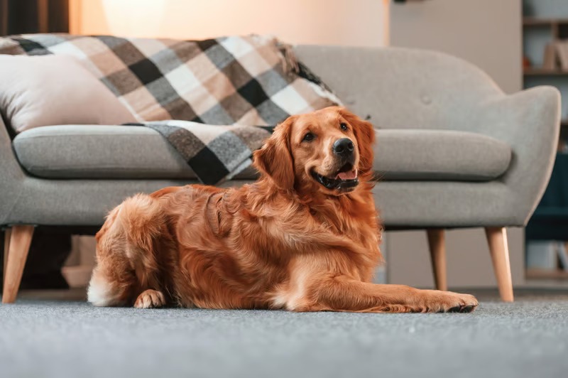 Golden Retrievers