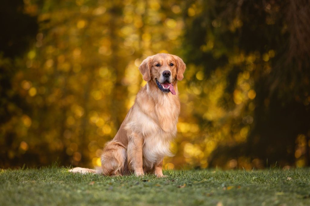 Golden Retriever family pets