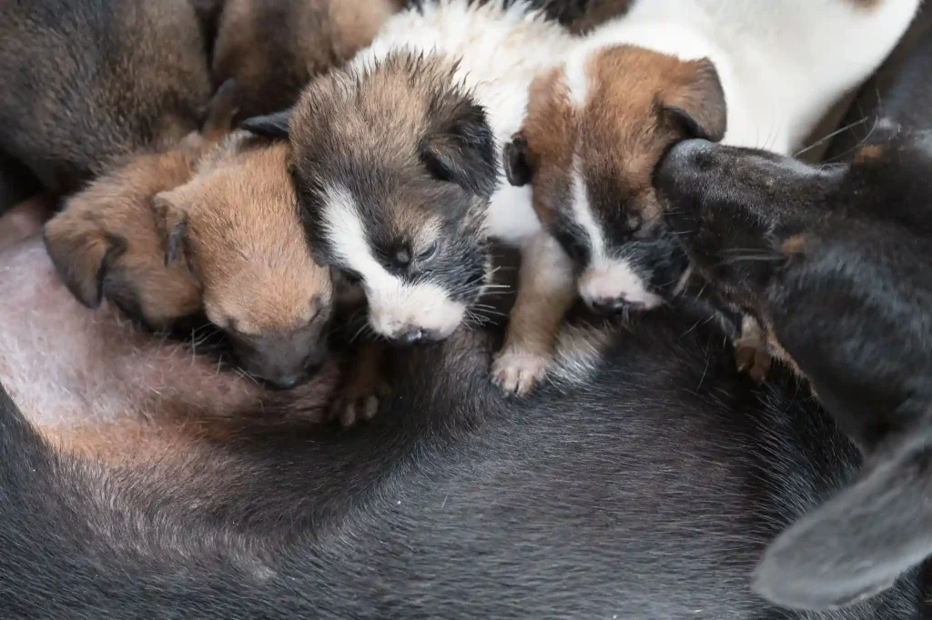 Why is responsible dog breeding crucial for healthy puppies?