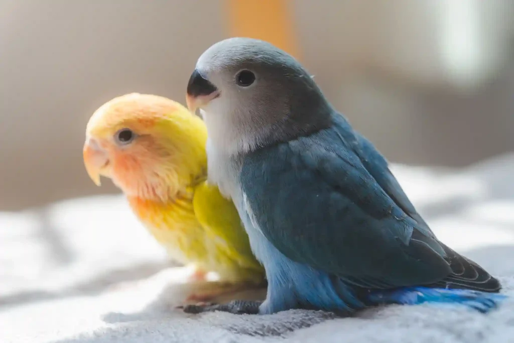How do you select breeding pairs for the best traits?